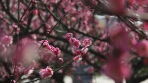Flor de Primavera