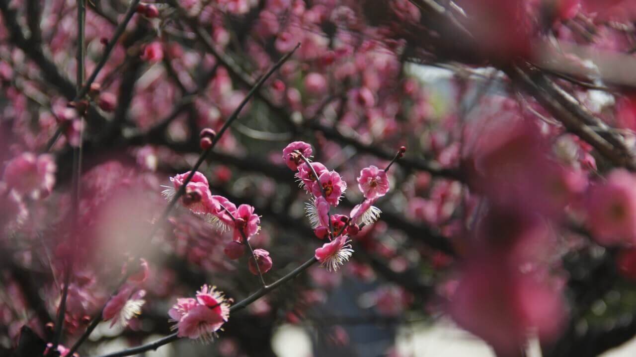 Flor de Primavera