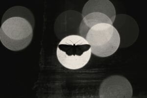 Mariposa oscura en silueta posada frente a un círculo de luz brillante en fondo negro con destellos difusos.